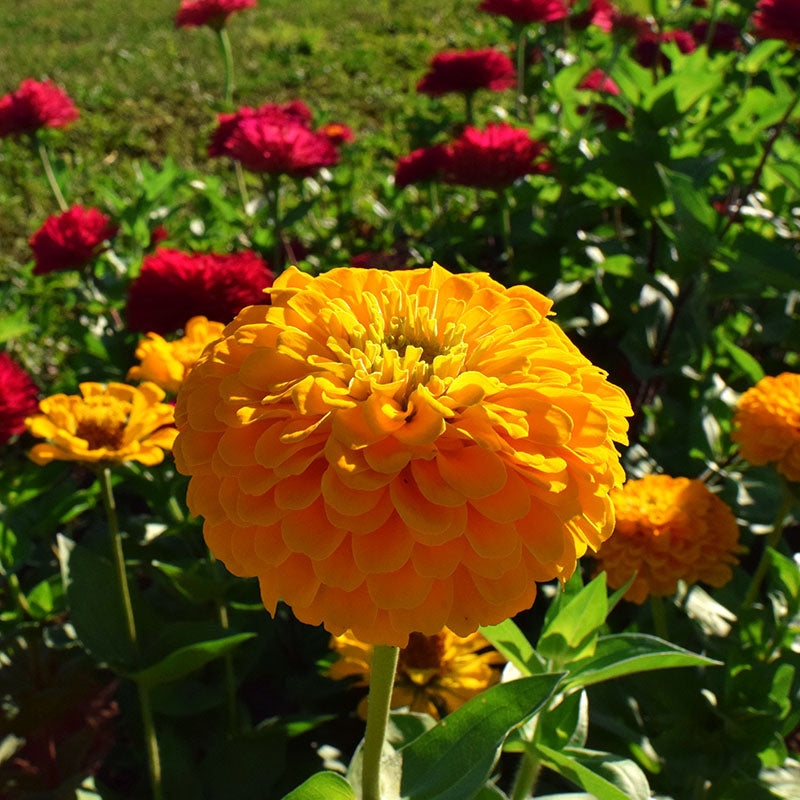 Zinnia Benary's Giant Golden Yellow Seed