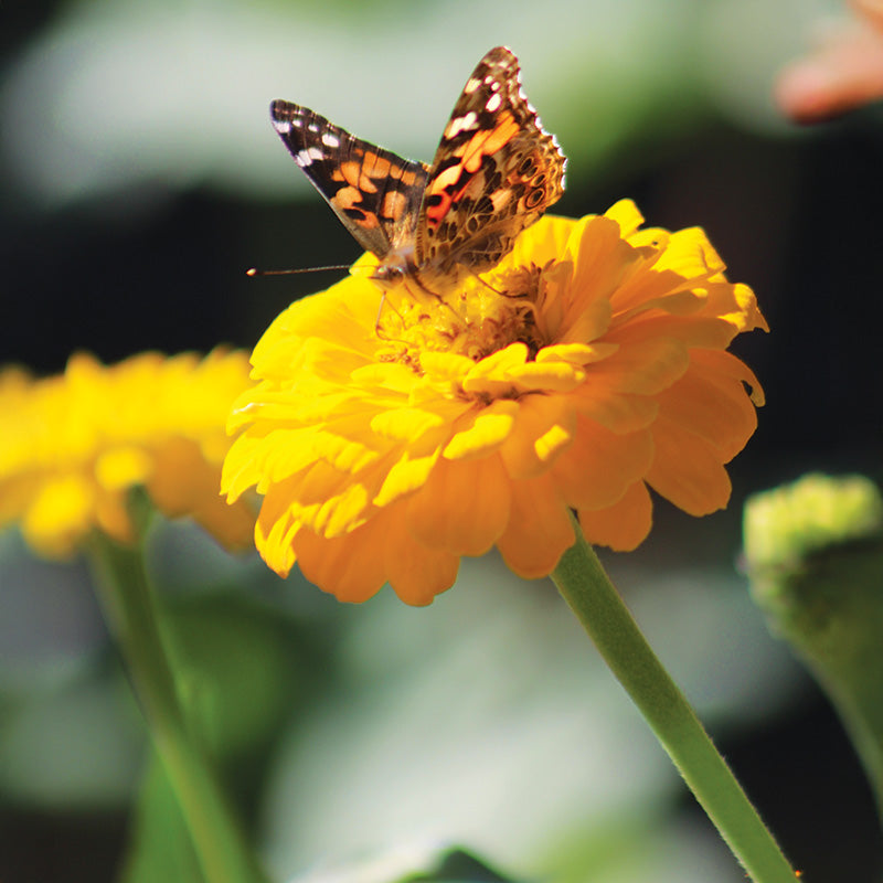 Zinnia Benary's Giant Golden Yellow Seed