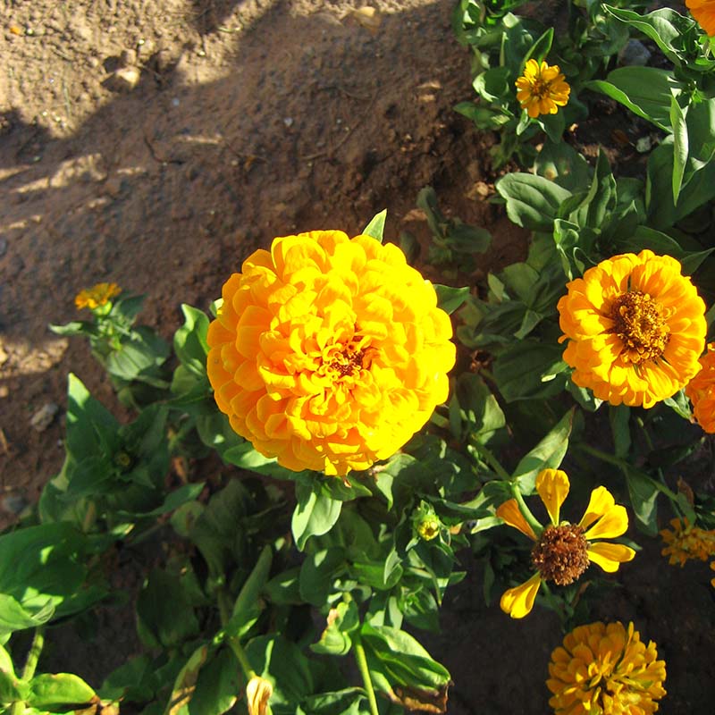 Zinnia Benary's Giant Golden Yellow Seed