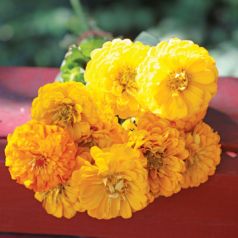 Zinnia Benary's Giant Golden Yellow Seed