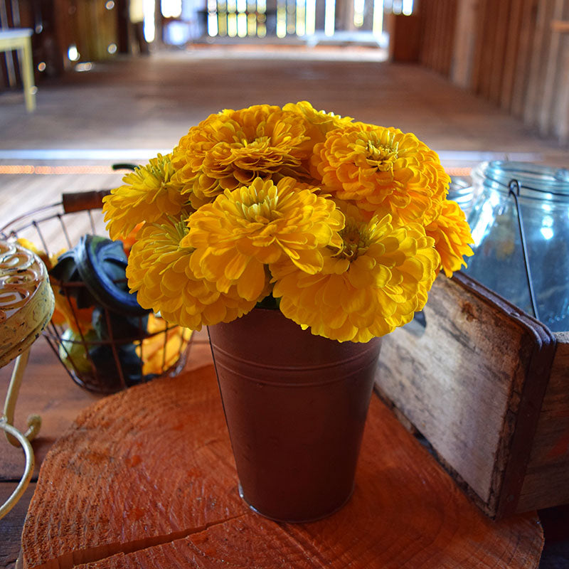 Zinnia Benary's Giant Golden Yellow Seed