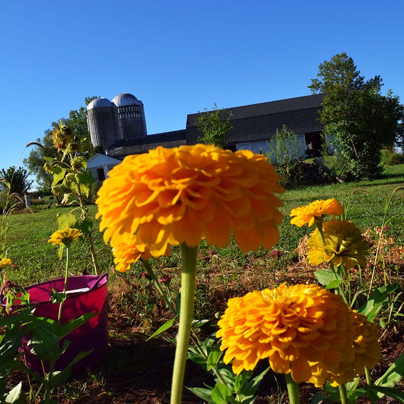 Zinnia Benary's Giant Golden Yellow Seed