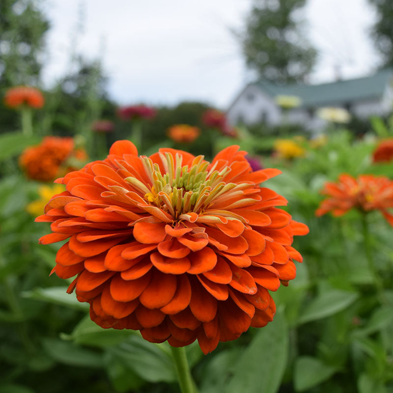 Zinnia Benary's Giant Orange Seed