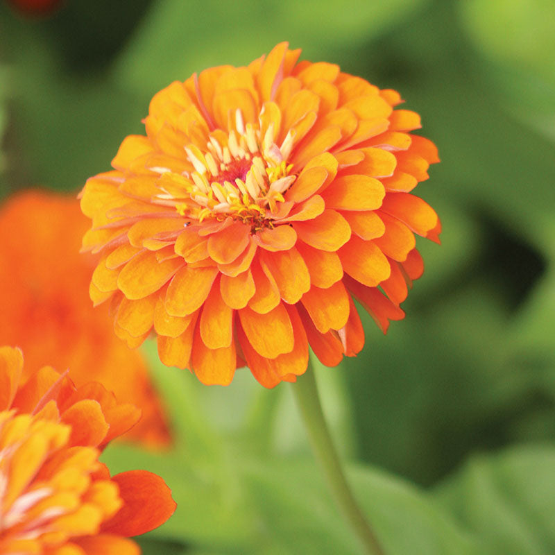 Zinnia Benary's Giant Orange Seed