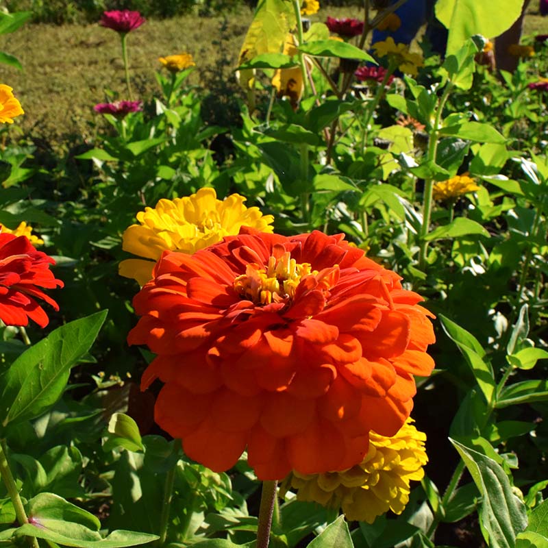 Zinnia Benary's Giant Orange Seed