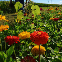 Zinnia Benary's Giant Orange Seed