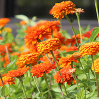 Zinnia Benary's Giant Orange Seed