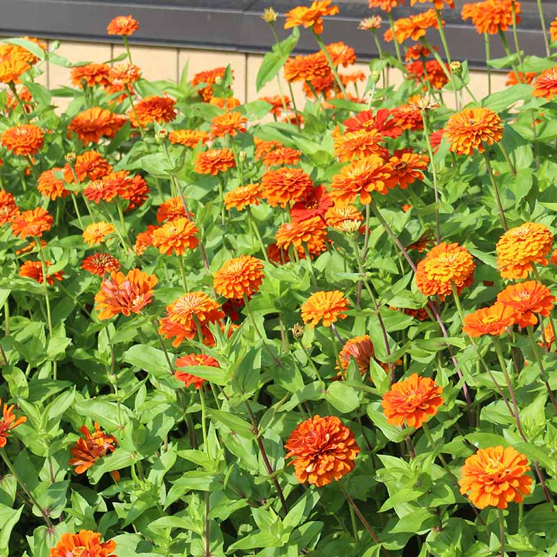 Zinnia Benary's Giant Orange Seed