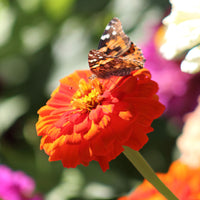 Zinnia Benary's Giant Orange Seed