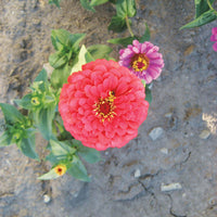 Zinnia Benary's Giant Coral Seed