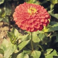 Zinnia Benary's Giant Coral Seed