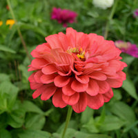 Zinnia Benary's Giant Coral Seed