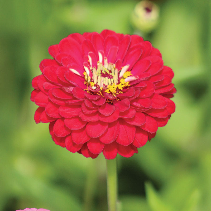 Zinnia Benary's Giant Deep Red Seed