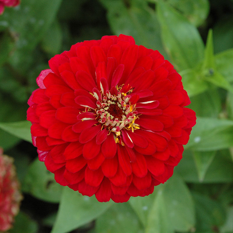 Zinnia Benary's Giant Deep Red Seed