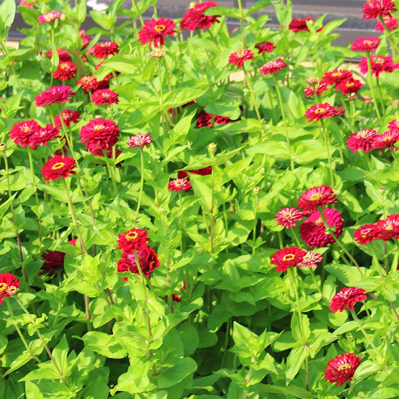 Zinnia Benary's Giant Deep Red Seed