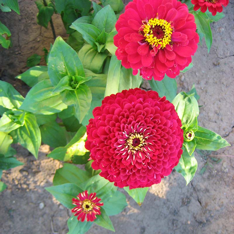 Zinnia Benary's Giant Deep Red Seed