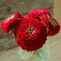 Zinnia Benary's Giant Deep Red Seed