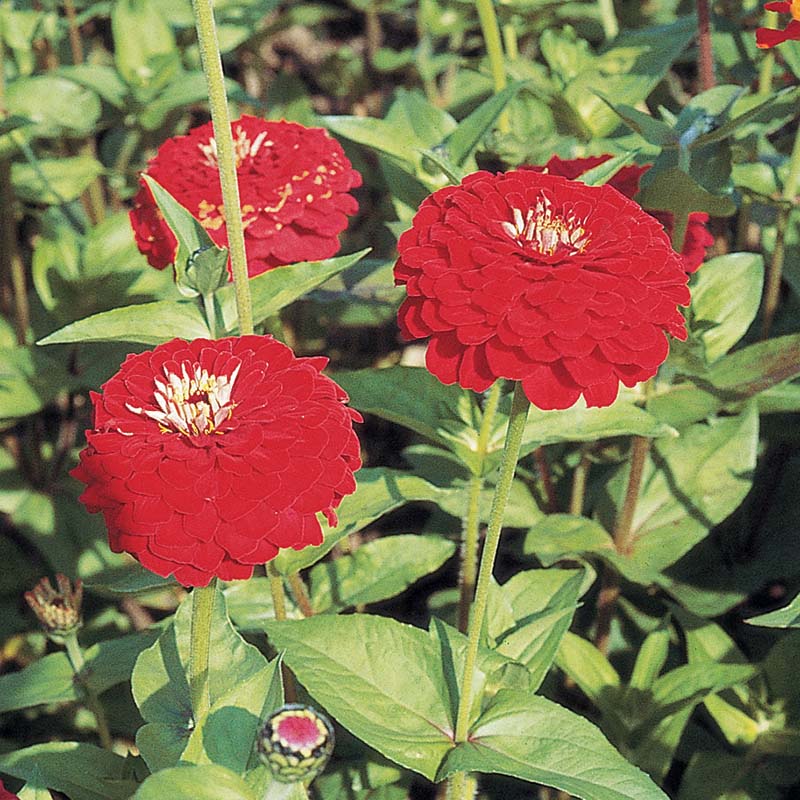 Zinnia Benary's Giant Deep Red Seed