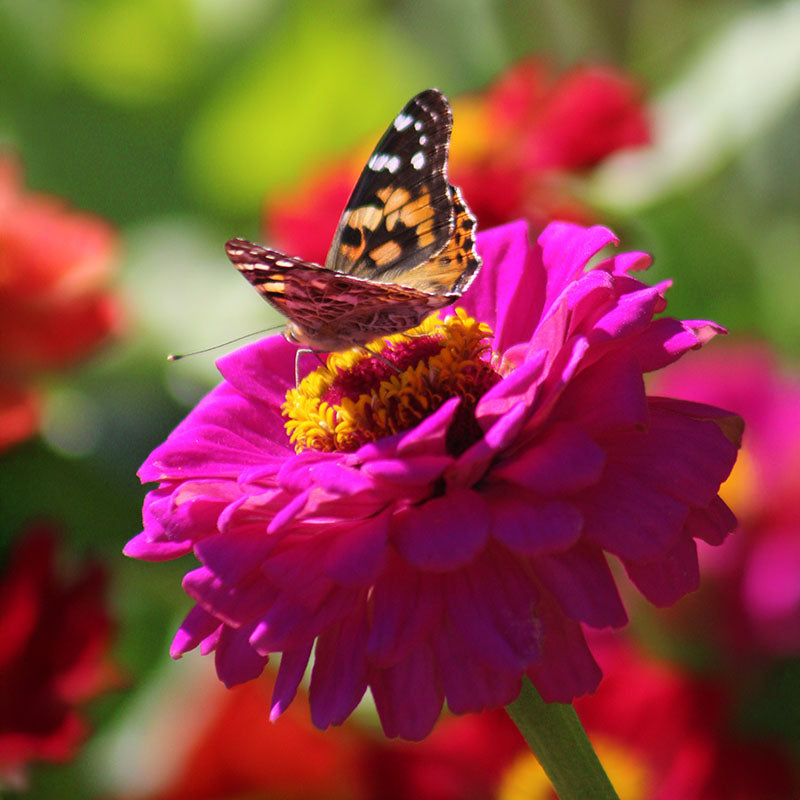 Zinnia Benary's Giant Purple Seed