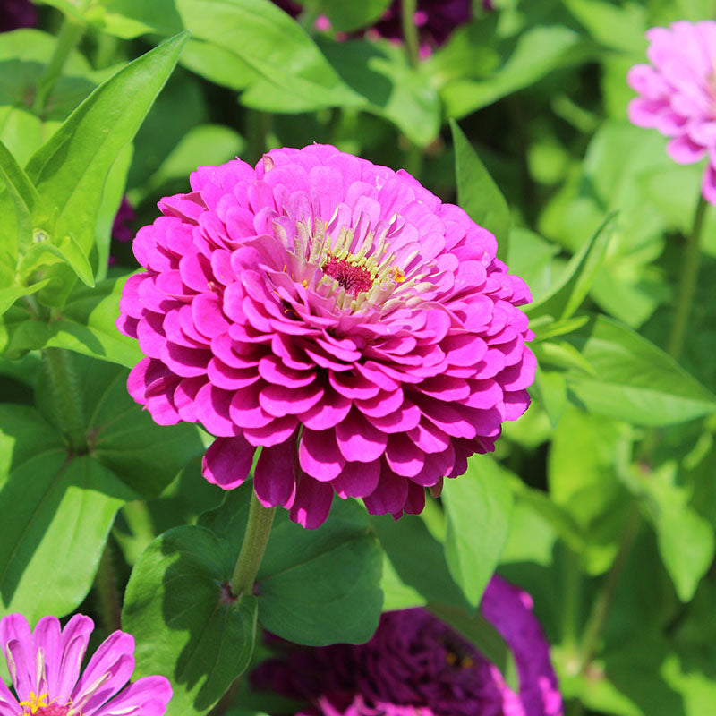 Zinnia Benary's Giant Purple Seed