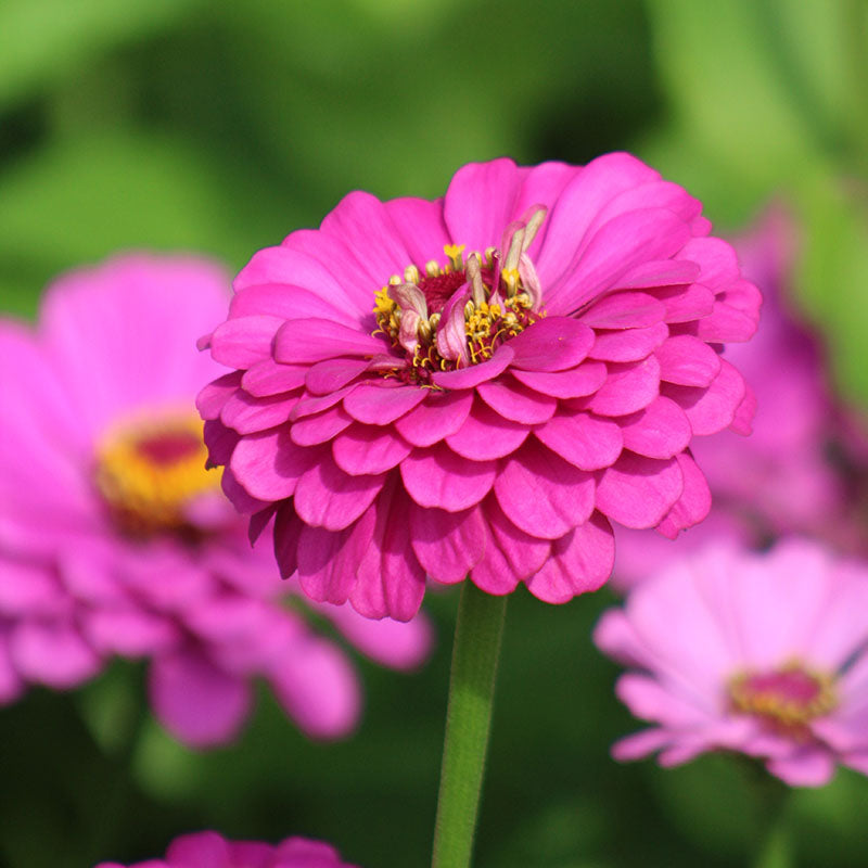 Zinnia Benary's Giant Purple Seed