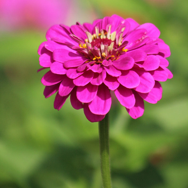 Zinnia Benary's Giant Purple Seed