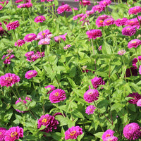 Zinnia Benary's Giant Purple Seed