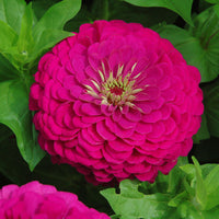 Zinnia Benary's Giant Purple Seed