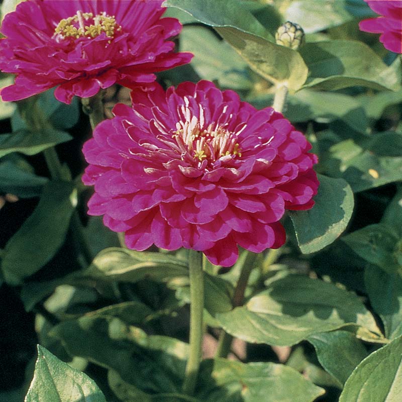 Zinnia Benary's Giant Purple Seed