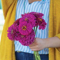 Zinnia Benary's Giant Purple Seed