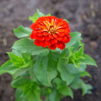 Zinnia Benary's Giant Scarlet Seed