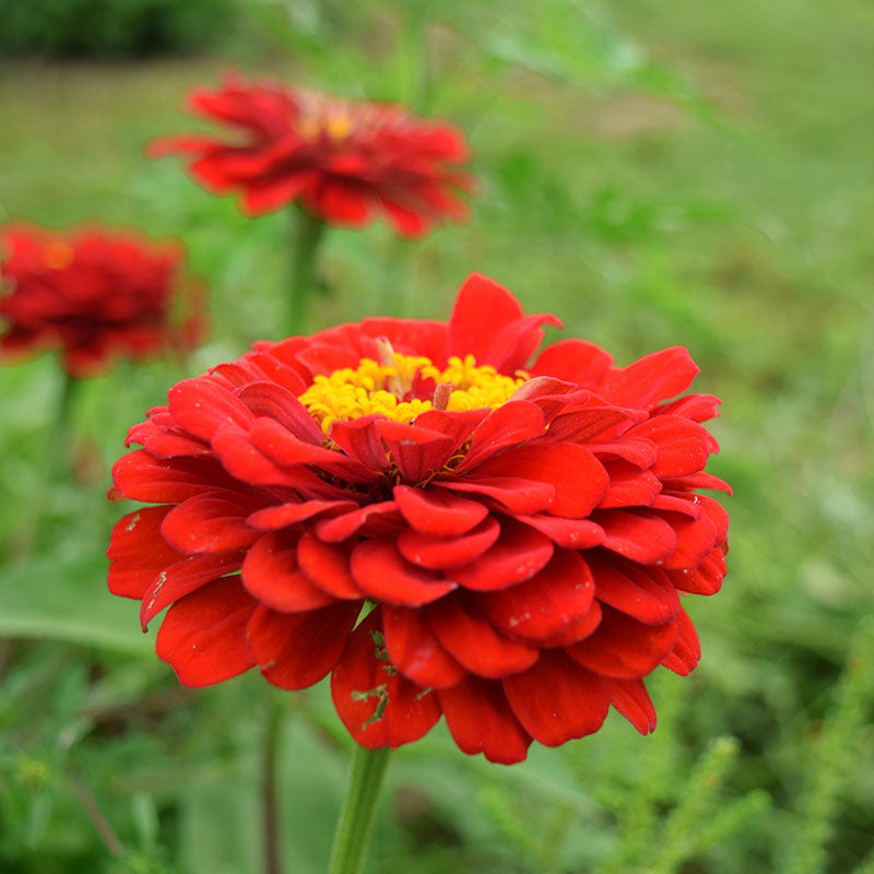 Zinnia Benary's Giant Scarlet Seed