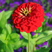 Zinnia Benary's Giant Scarlet Seed