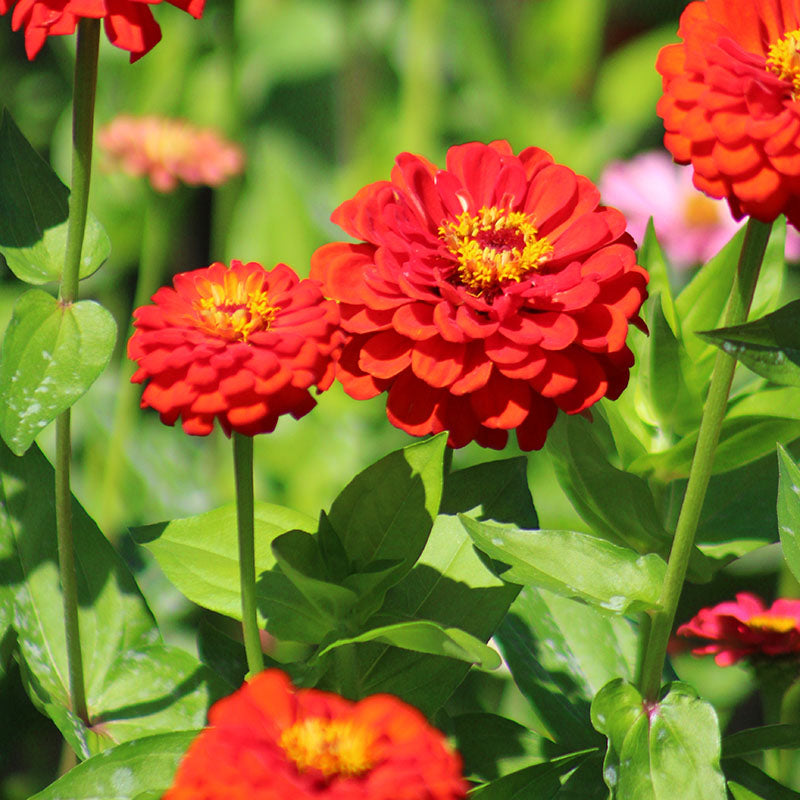 Zinnia Benary's Giant Scarlet Seed