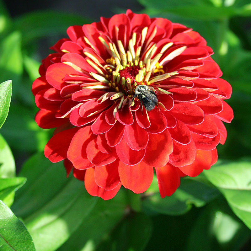 Zinnia Benary's Giant Scarlet Seed