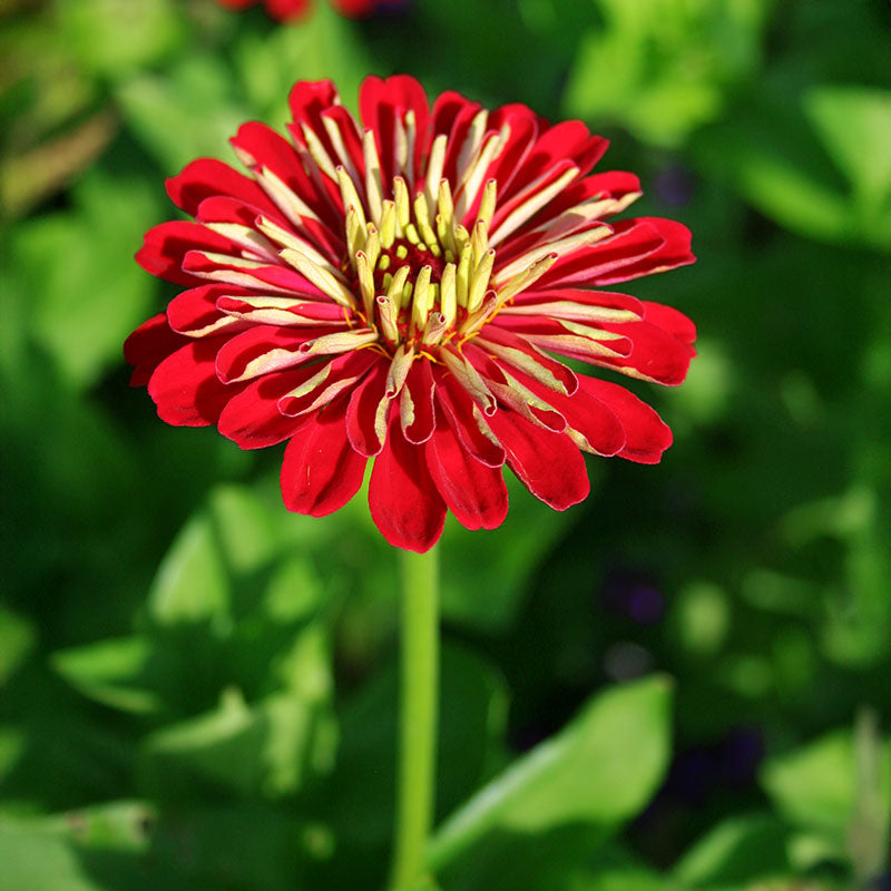 Zinnia Benary's Giant Scarlet Seed