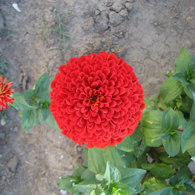 Zinnia Benary's Giant Scarlet Seed