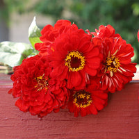 Zinnia Benary's Giant Scarlet Seed