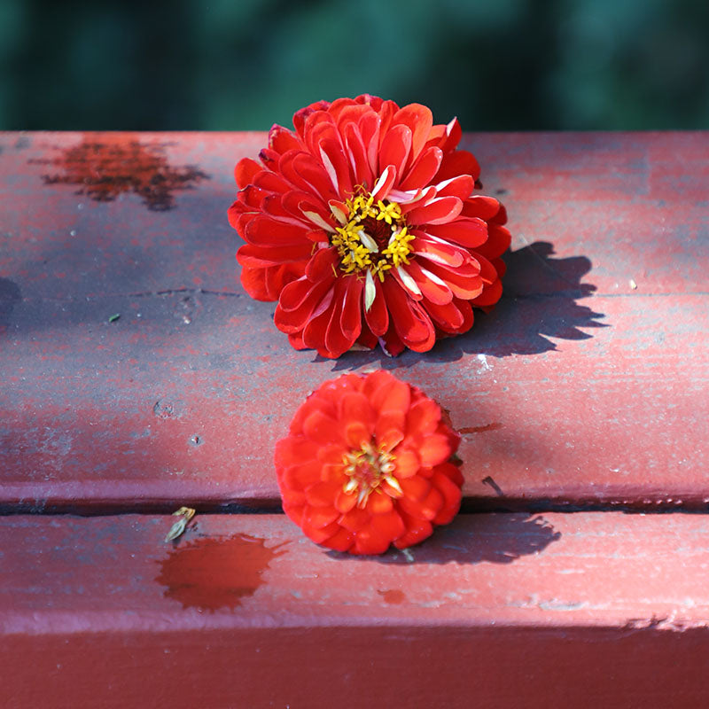 Zinnia Benary's Giant Scarlet Seed