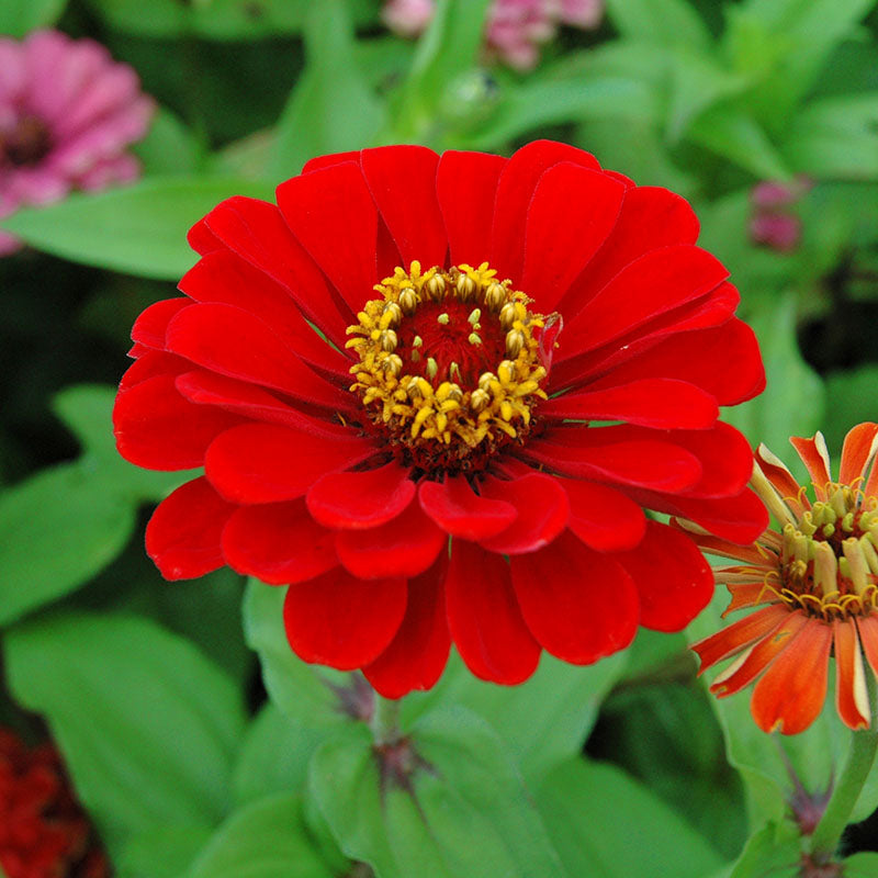 Zinnia Benary's Giant Scarlet Seed