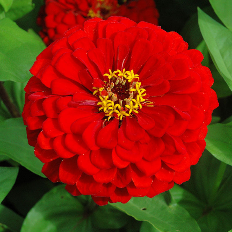 Zinnia Benary's Giant Scarlet Seed