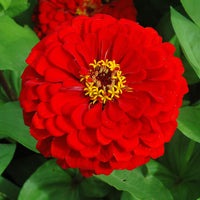 Zinnia Benary's Giant Scarlet Seed