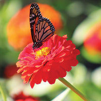 Zinnia Benary's Giant Scarlet Seed