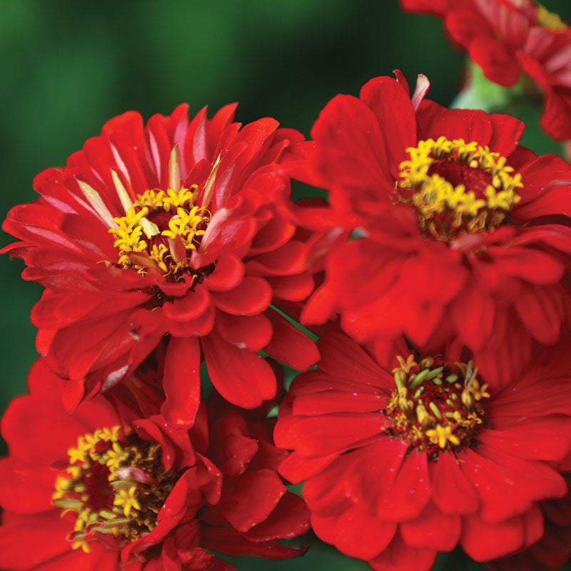 Zinnia Benary's Giant Scarlet Seed