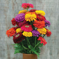 Zinnia Benary's Giant Mix Seed