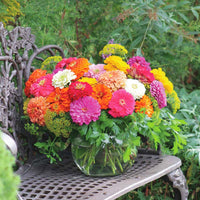 Zinnia Benary's Giant Mix Seed