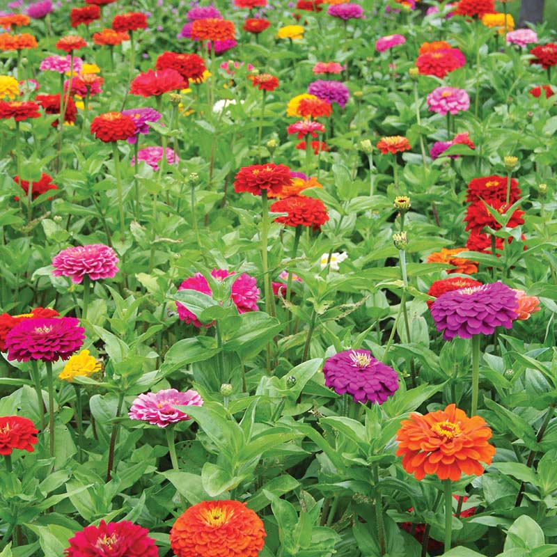 Zinnia Benary's Giant Mix Seed