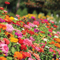 Zinnia Benary's Giant Mix Seed