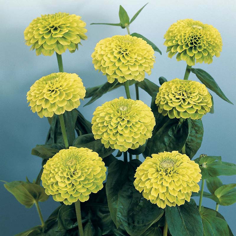 Zinnia Benary's Giant Mix Seed