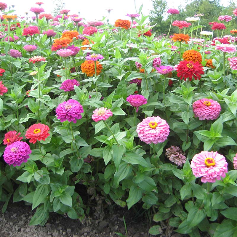 Zinnia Benary's Giant Mix Seed